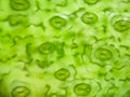 Stomata Royalty Free Stock Photo